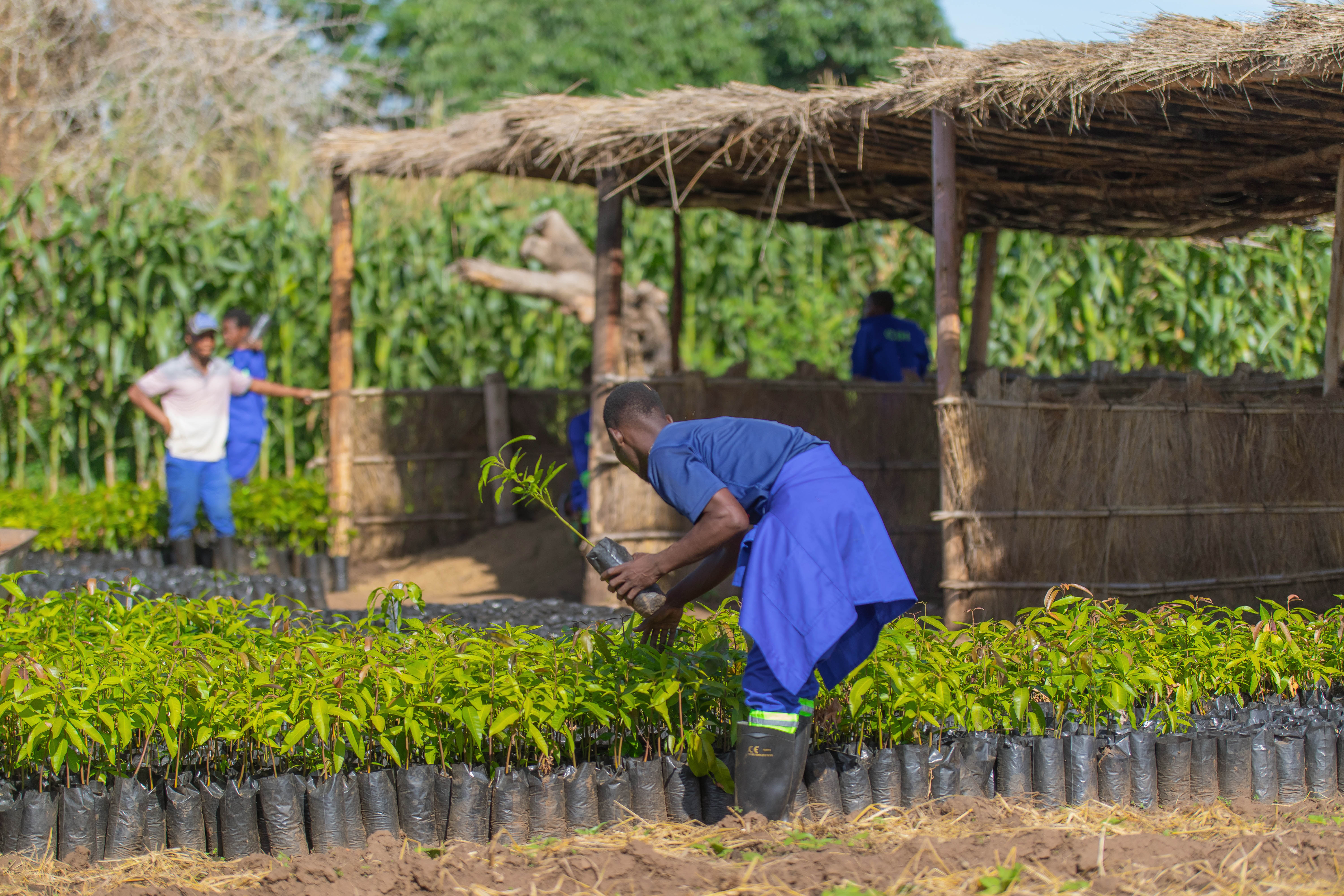 student selecting mango seedlings
