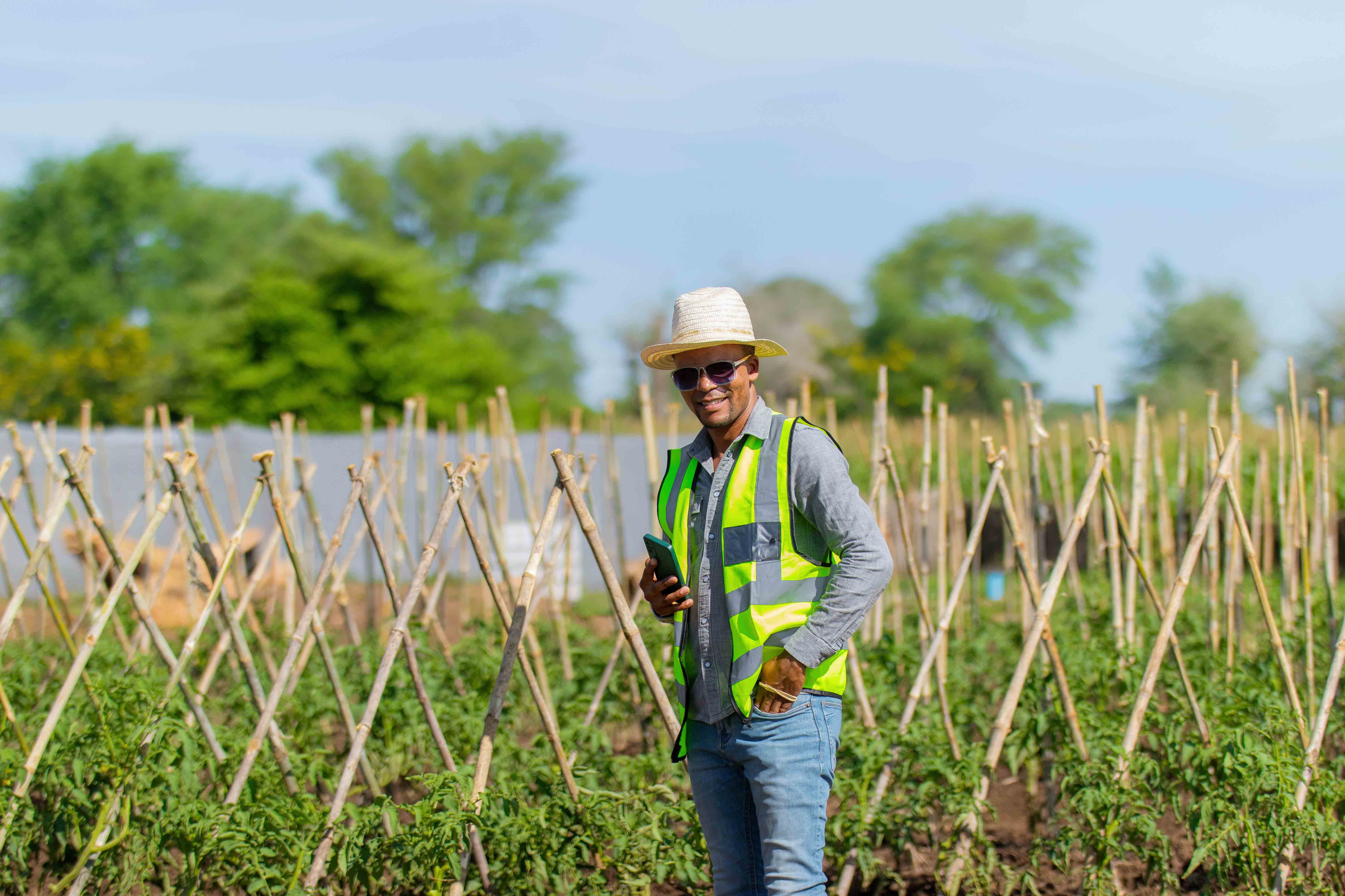 cih staff inspecting a tomato garden at cih campus